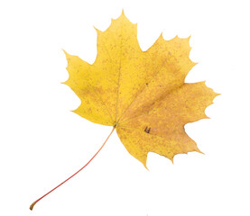 Autumn Color Maple Leaf. Isolated on White Background.