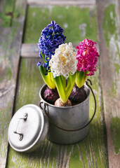 Beautiful floristic decoration with white blue, pink hyacinthine flowers  in an old metal pot. Sweet home concept. Rustic style. Copy space. 