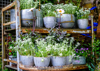 flowers at a floristry - austria