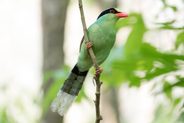 Green Magpie
