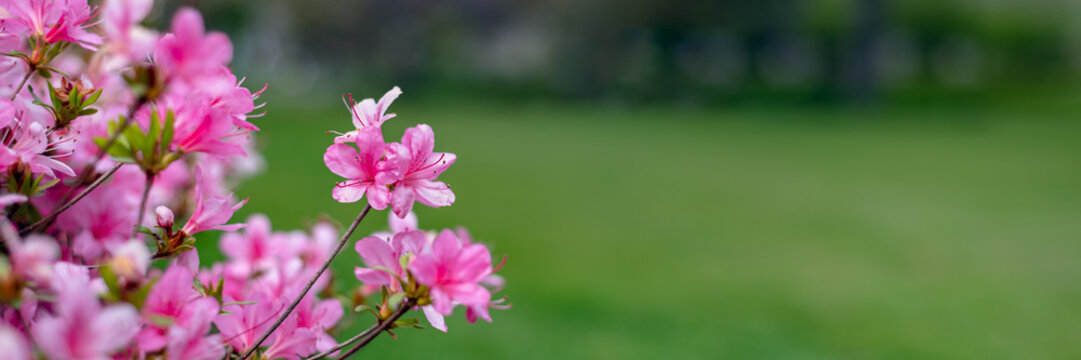 Beautiful Garden with blooming trees and bushes during spring time, England, Wales, UK, early spring flowering azalea shrubs, banner size