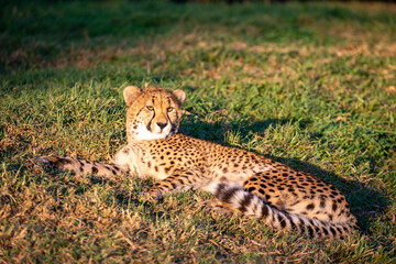 leopard in the grass