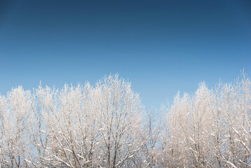 Winter forest in snow and hoarfrost, on a sunny day. Clear skies, sparkling snow.