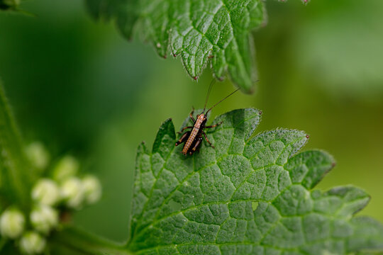 Brown cricket (Grylloidea) sitting on a green leaf. Nice bokeh