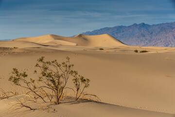 Fototapeta na wymiar Scenic View Of A Desolate Arid American Desert