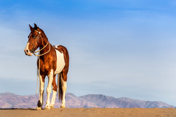 Fototapeta na wymiar A Painted Horse Roams Through The American Desert Alone