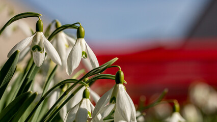 the first snowdrops are here. Beautiful bokeh directs the focus on the flowers