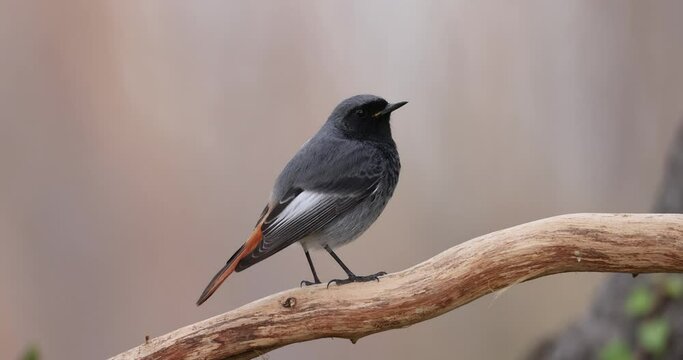Male black redstart (Phoenicurus ochruros) 