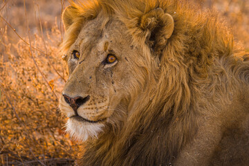 Obraz premium Portrait of a male lion (Panthera leo)