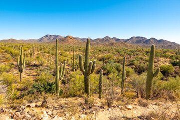 Mountainous Desert Landscape Against a Bright Blue Sky with Saguaro Cactus in the Foreground