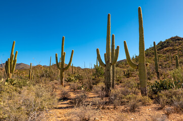 Saguaro Cactus in the Arizona Desert Landscape Against a Bright Blue Sky