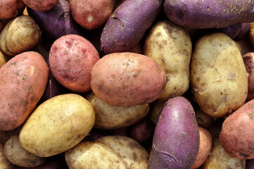 the stack of freshly harvested unwashed  different sorts of  potato tubers