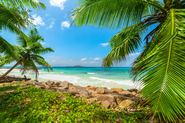 Fototapeta na wymiar Palm trees by the sea in Anse Kerlan