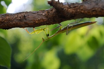 green praying mantis on a tree branch