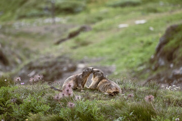 marmots in the grass