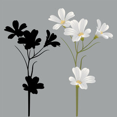 botanical image White phlox flower and black silhouette of a flower, decor and design element