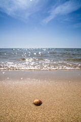 A small clam on the beach, a single clam on the sand.