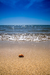 A small clam on the beach, a single clam on the sand.
