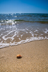 A small clam on the beach, a single clam on the sand.