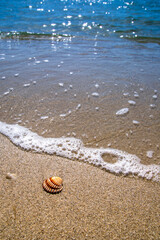 Fototapeta na wymiar A small clam on the beach, a single clam on the sand.