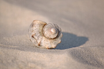 Seashell lying on sand at sea coast