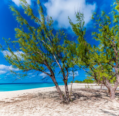 A view of trees windswept offshore along the shore on the island of Grand Turk on a bright sunny morning