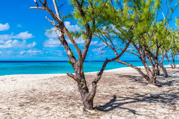 A view along a line of trees beside the shore on the island of Grand Turk on a bright sunny morning