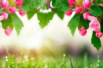Spring blossom background with sun light and grass