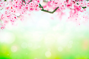 Cherry blossom spring background with bokeh lights and copy space
