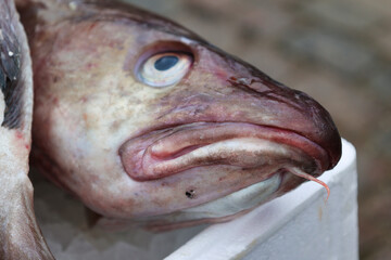 Fresh landed cod on ice at fish market