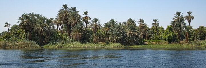 Palm trees on the shore of Nile in Egypt, Africa
