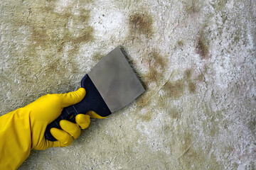 A person in rubber yellow gloves with a spatula cleans a concrete wall from mold and fungus - obrazy, fototapety, plakaty