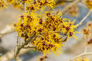 Hamamelis mollis (witch hazel) a winter spring flowering tree shrub plant which has a highly fragrant springtime yellow flower and leafless when in bloom, stock photo image