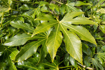 Fatsia Japonica a green leaf semi evergreen shrub commonly known as castor oil plant, stock photo image