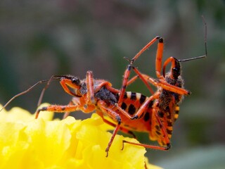 red bugs on a yellow flower in love