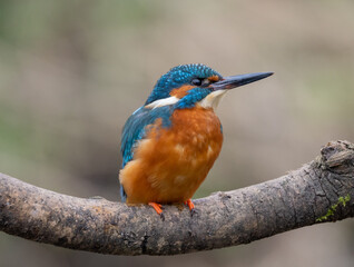kingfisher on the branch
