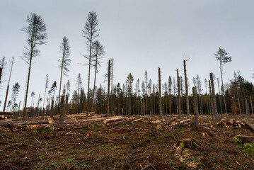Clearing of a diseased pine forest after the invasion of the sharp-toothed bark beetle / Wycinka...