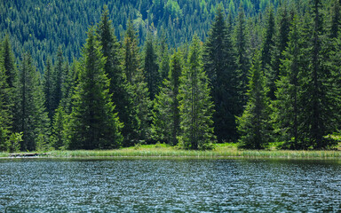 A small glacial lake located in a grassy alpine glade surrounded by wild spruce forests. The water's luster reflects the sunlight. Carpathia, Romania.  © Alexandru V