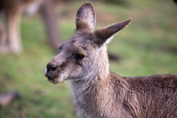 Profile portrait of kangaroo