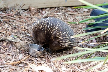 Short beaked echidna