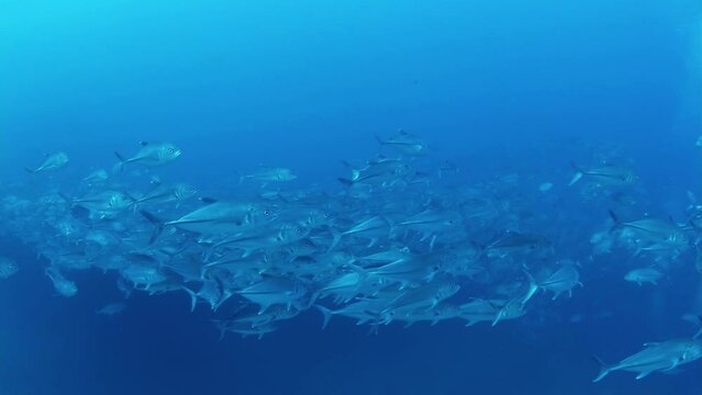 Large school of jack fish