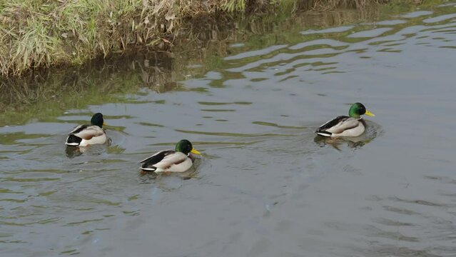 wild ducks in the river