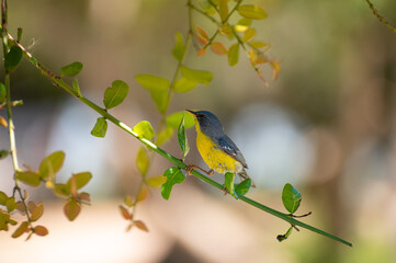 Pássaro azul e amarelo no galho