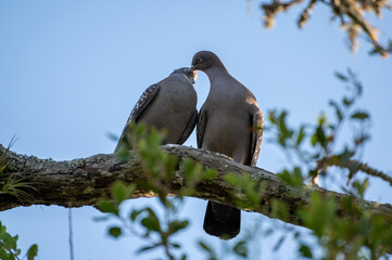 Casal de pombas no galho