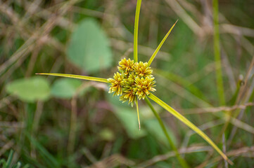Planta verde Uruguaya