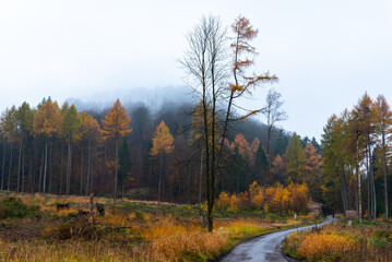 Autumn forest during a cloudy day / Jesienny las podczas pochmurnego dnia - obrazy, fototapety, plakaty