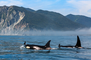 A family of killer whales swims on the surface of the water, across the Pacific Ocean against the...