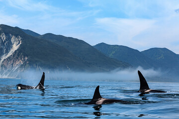 A flock of killer whales swim in the Pacific Ocean against the backdrop of mountains, close-up. Black fins. Kamchatka.