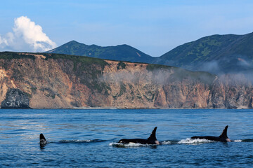 A family of killer whales swims in the Pacific Ocean against the backdrop of textured mountains,...