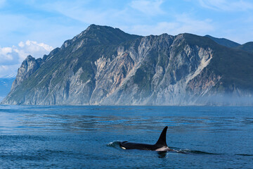 A killer whale swims in the Pacific Ocean against the backdrop of mountains, close-up. Black fins....